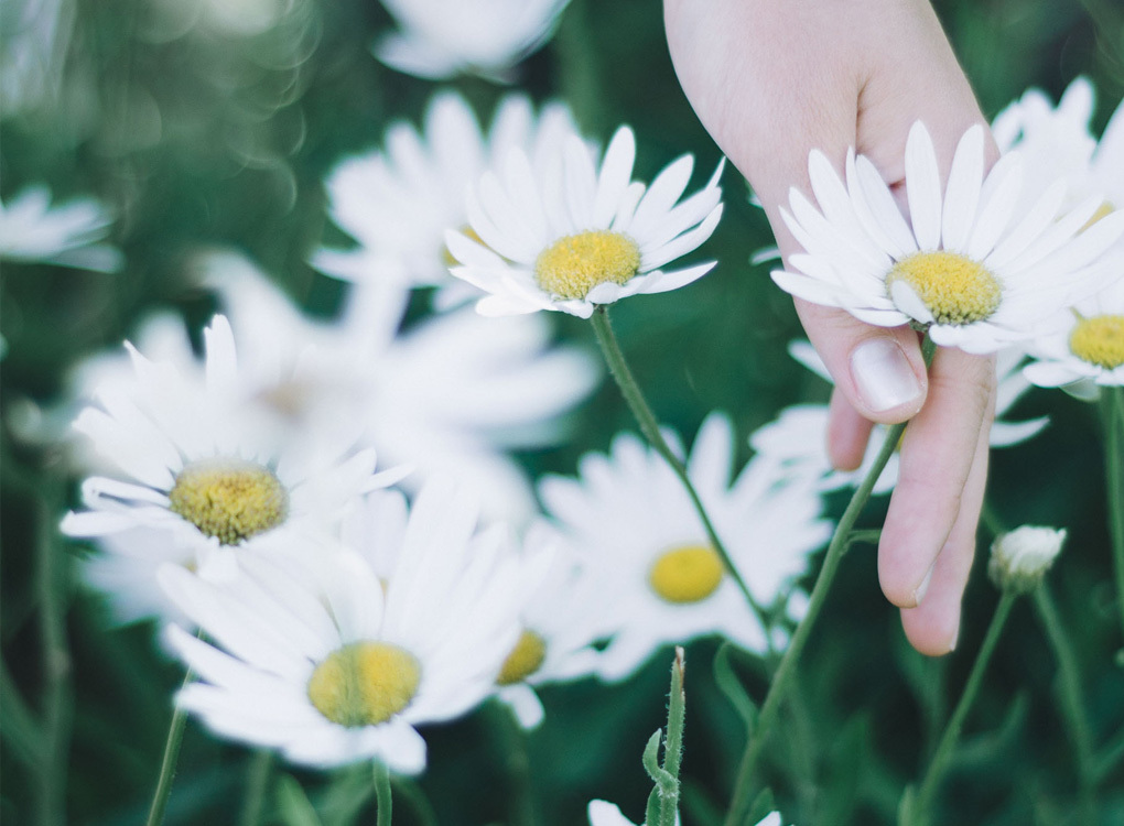 Ingredient Spotlight: L-Arbutin and Daisy Flower