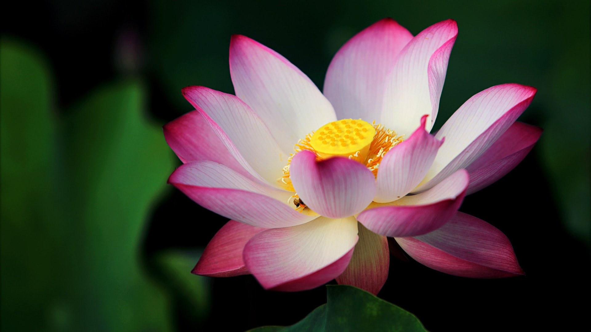 In Bloom Ingredient Spotlight Lotus Flower